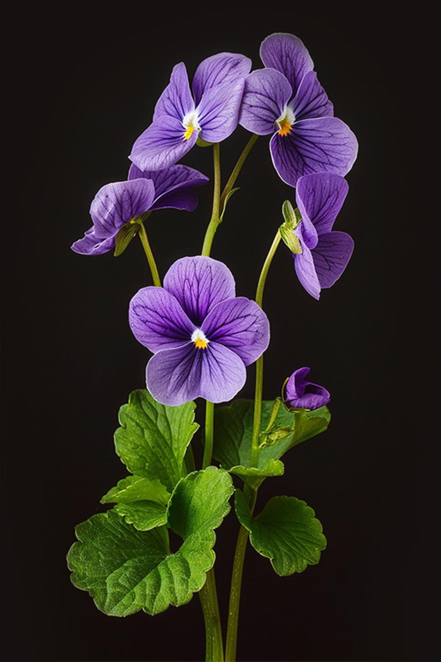 Illatgyertya 180 gr púderes ibolya/Violette poudré - Durance France