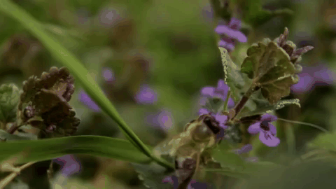 Illatosító diffúzer 100 ml Provence-i méz / Miel de Provence - Durance France