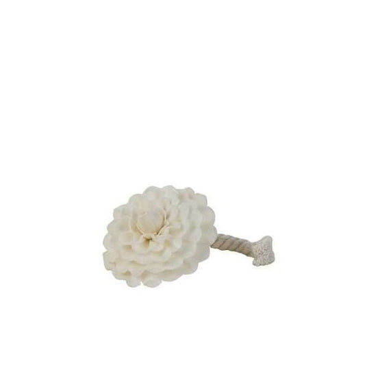 Illatpálca háncsvirág, Kamélia / Camélia - Durance France